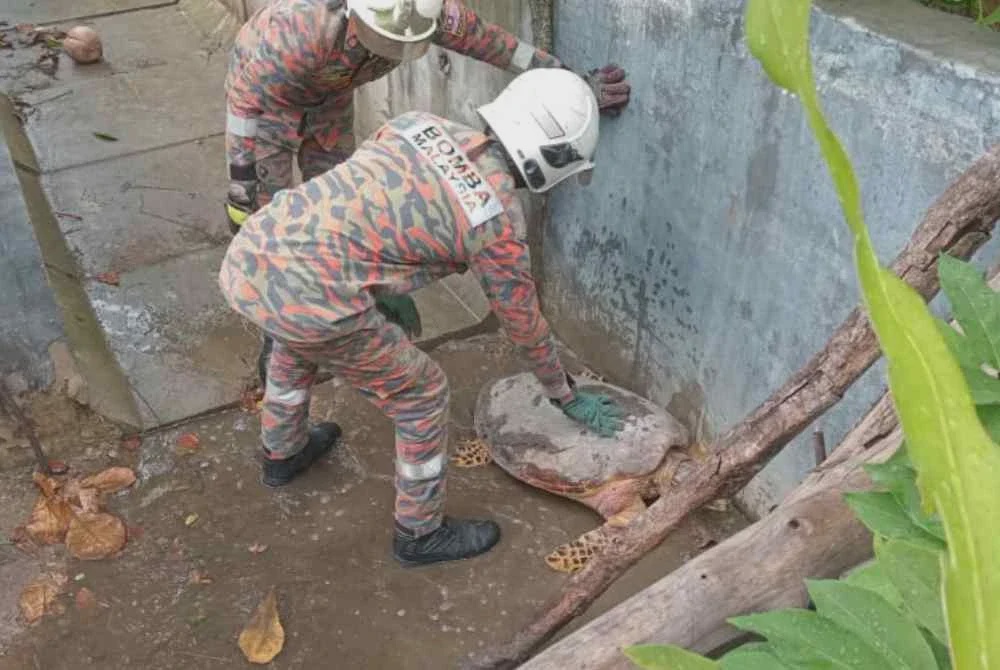 Image from: Penyu sesat terperangkap dalam longkang berhampiran motel