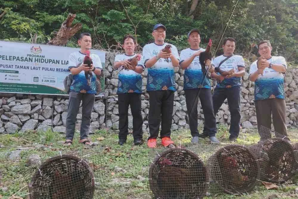 Image from: Helang, pelanduk dan anak penyu antara spesies dilepaskan di Taman Laut Pulau Redang