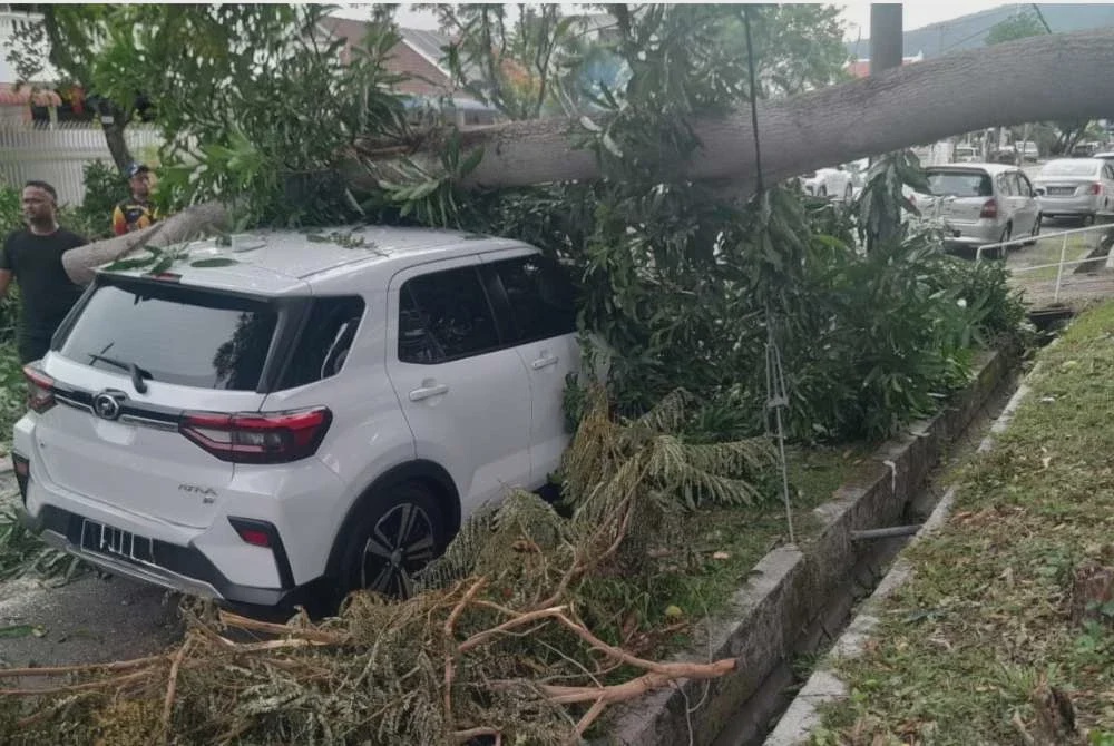 Image from: Perodua Ativa dihempap pokok tumbang