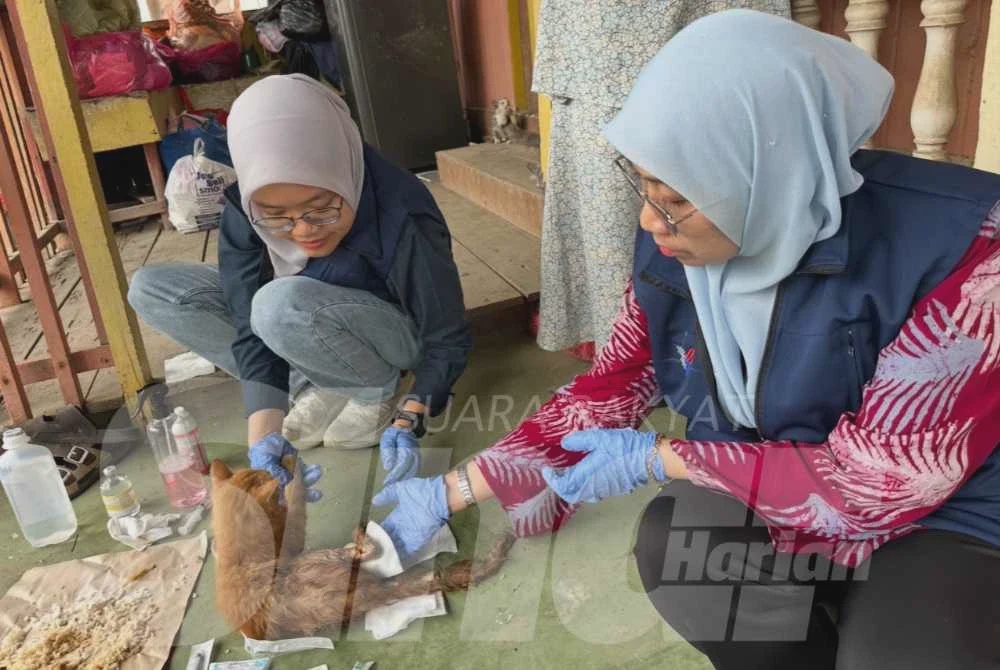 Image from: Kebakaran Gok Kapur: Haiwan peliharaan, ternakan cedera dirawat