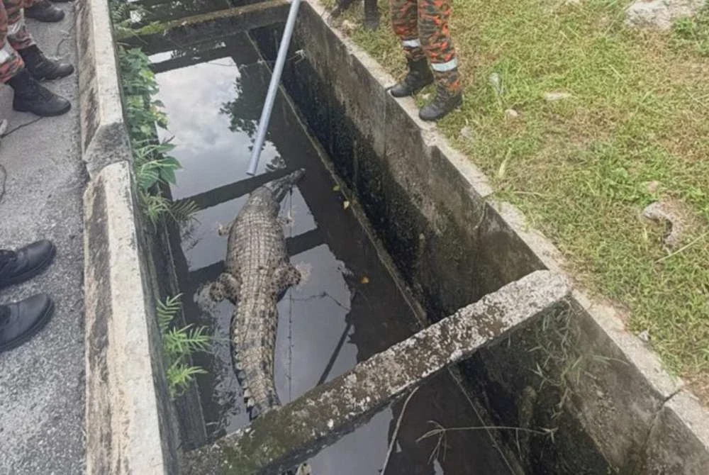 Image from: Gempar buaya terperangkap dalam longkang