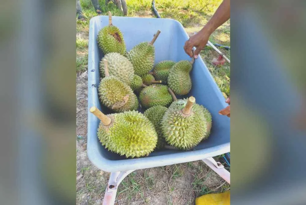 Image from: Projek durian musang king UniSZA mula buahkan hasil