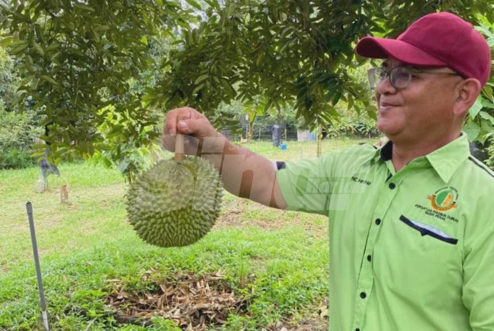 Image from: 'Buah harga kayangan' turun darjat angkara import Thailand