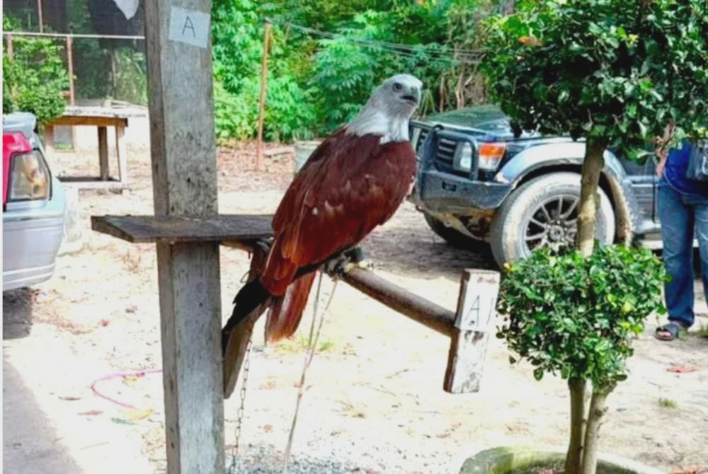 Image from: Remaja 18 tahun pelihara helang merah, musang tanpa permit dicekup
