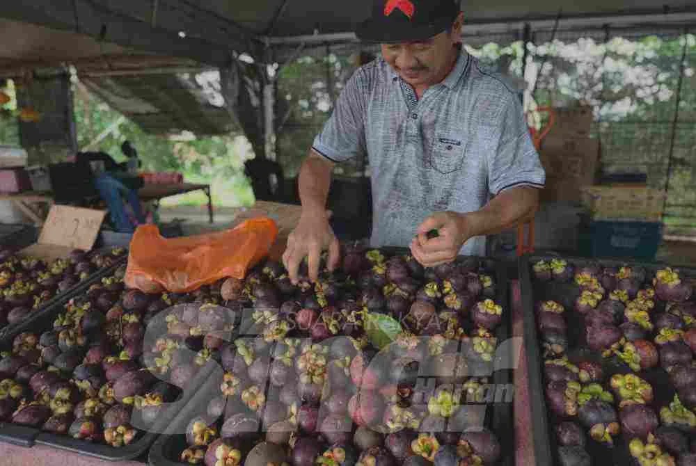 Image from: Manggis tetap laris, jualan cecah 100kg sehari