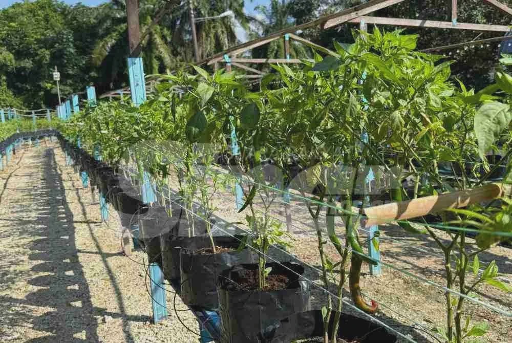 Image from: [VIDEO] Bekas tapak longgokan sampah kini jana hasil cili fertigasi