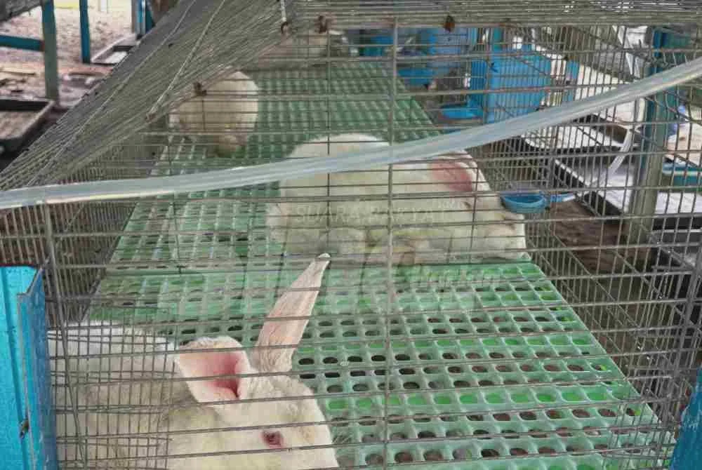 Image from: [VIDEO] Projek ternakan arnab bantu tingkat taraf hidup asnaf
