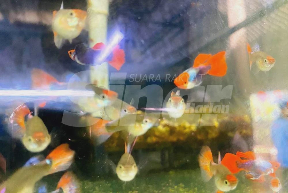 Image from: [VIDEO] Ikan sekecil jari, nilai ratusan ringgit