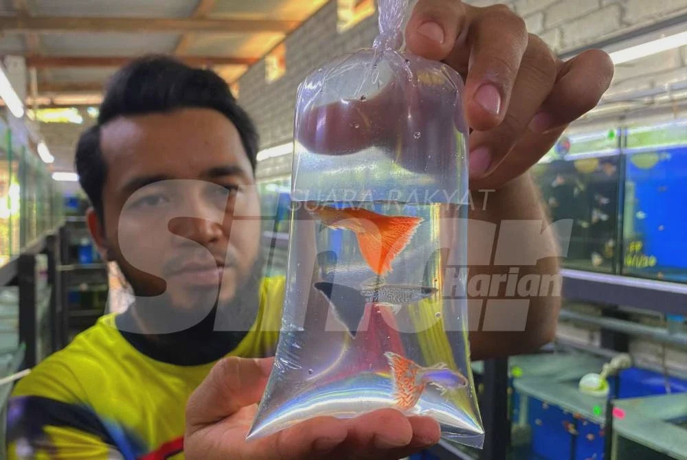 Image from: [VIDEO] Ikan sekecil jari, nilai ratusan ringgit
