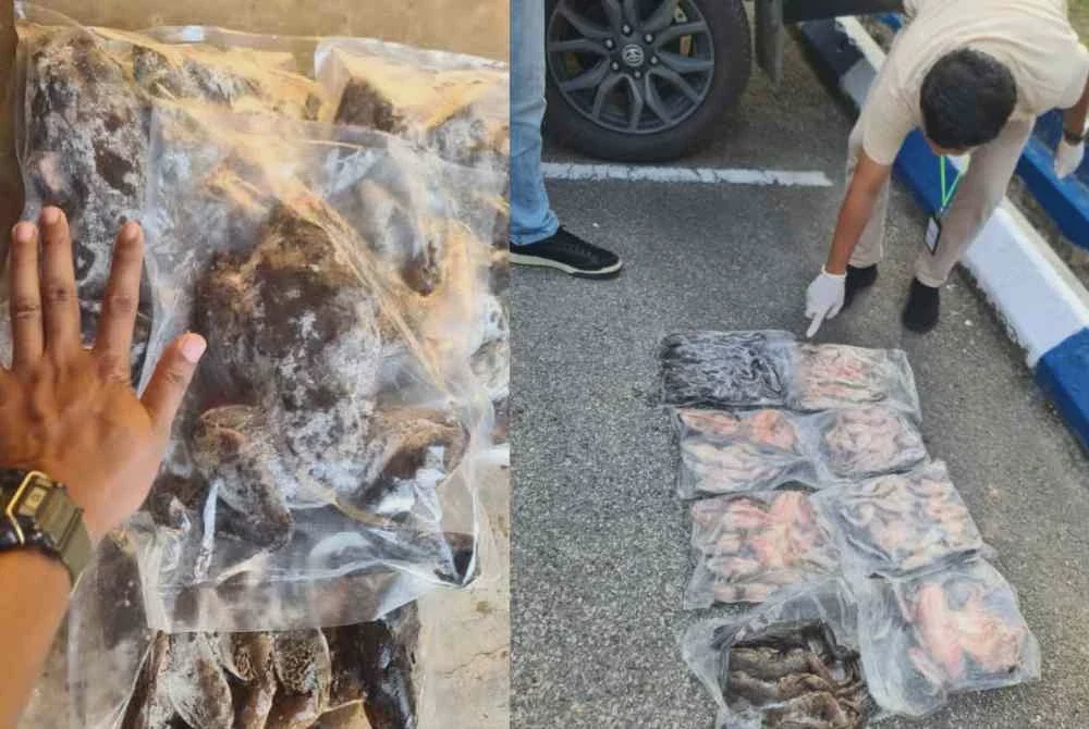 Image from: Katak demam bernilai RM17,000 dirampas