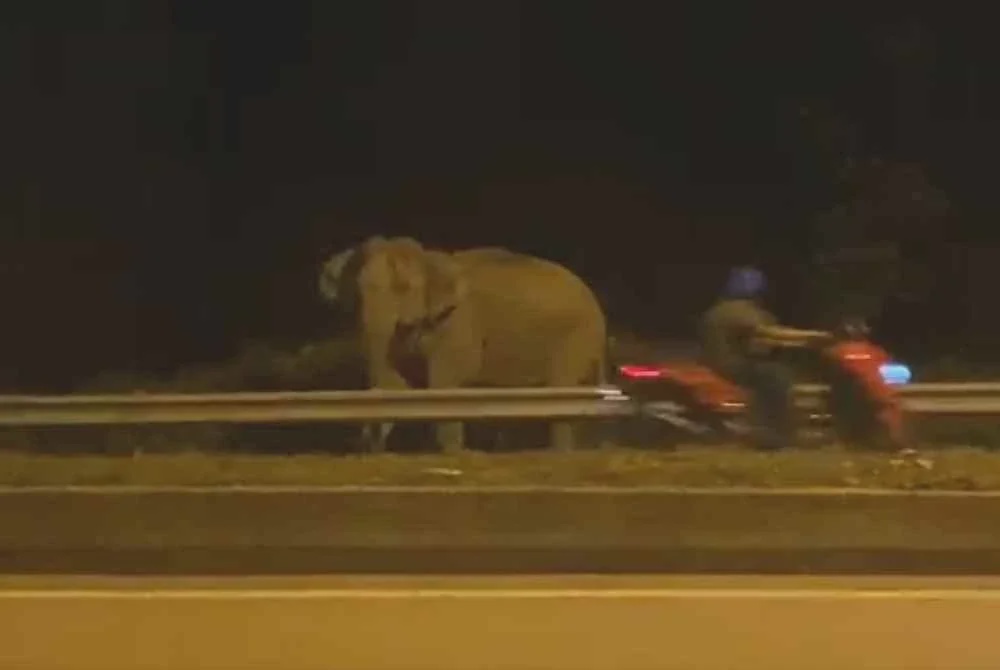 Image from: ​'Ingatkan ada roadblock, rupanya gajah'