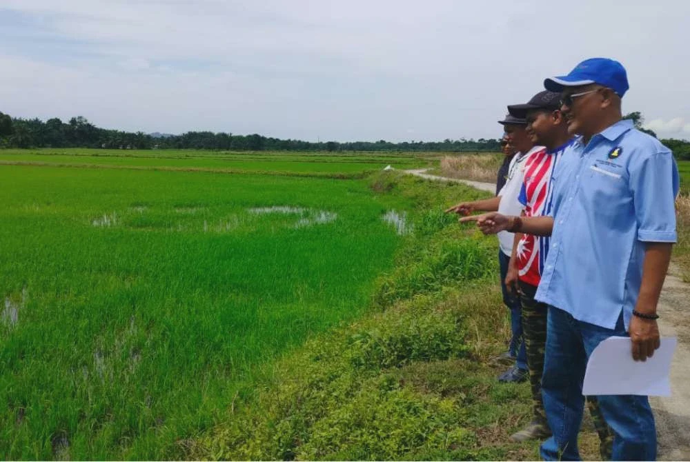 Image from: Cuaca panas melampau jejas 15,000 hektar tanaman padi