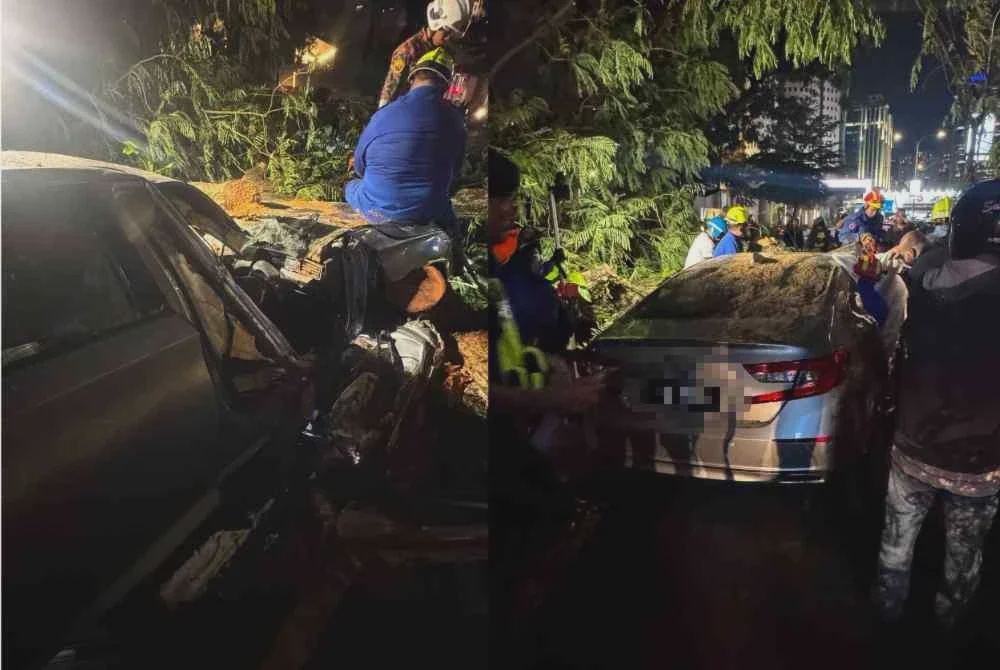 Image from: Lelaki maut dihempap pokok tumbang, tujuh sekeluarga terima rawatan di hospital