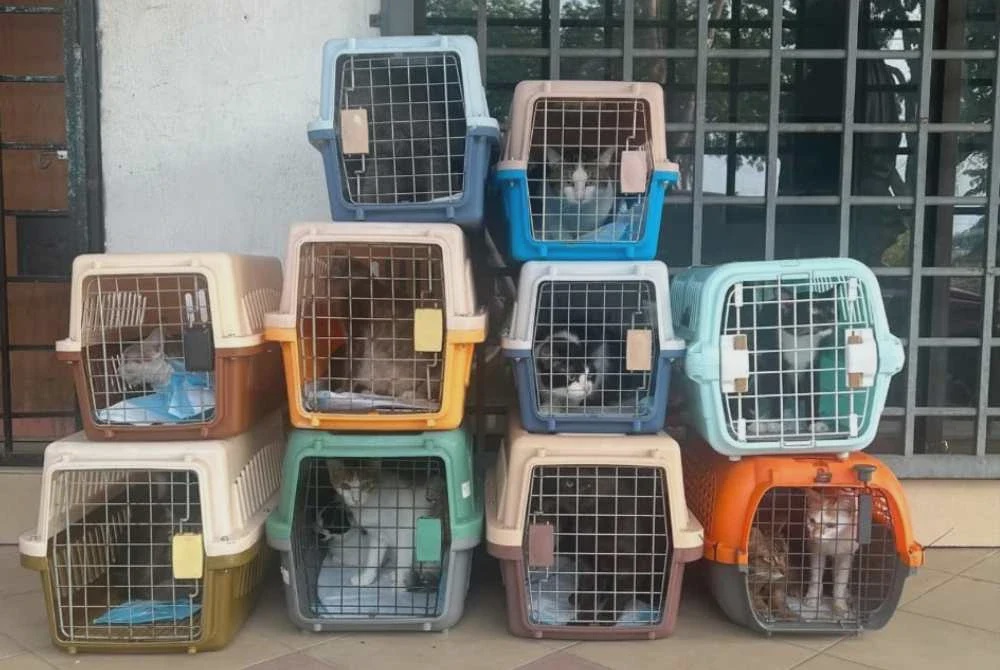 Image from: Penyewa dari neraka tinggalkan 60 kucing dalam rumah sampai mati