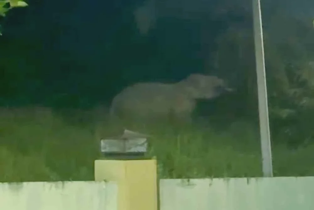 Image from: Penduduk cemas, gajah masuk kawasan perumahan