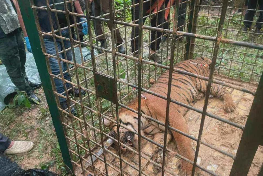 Image from: Harimau betina 94kg masuk perangkap