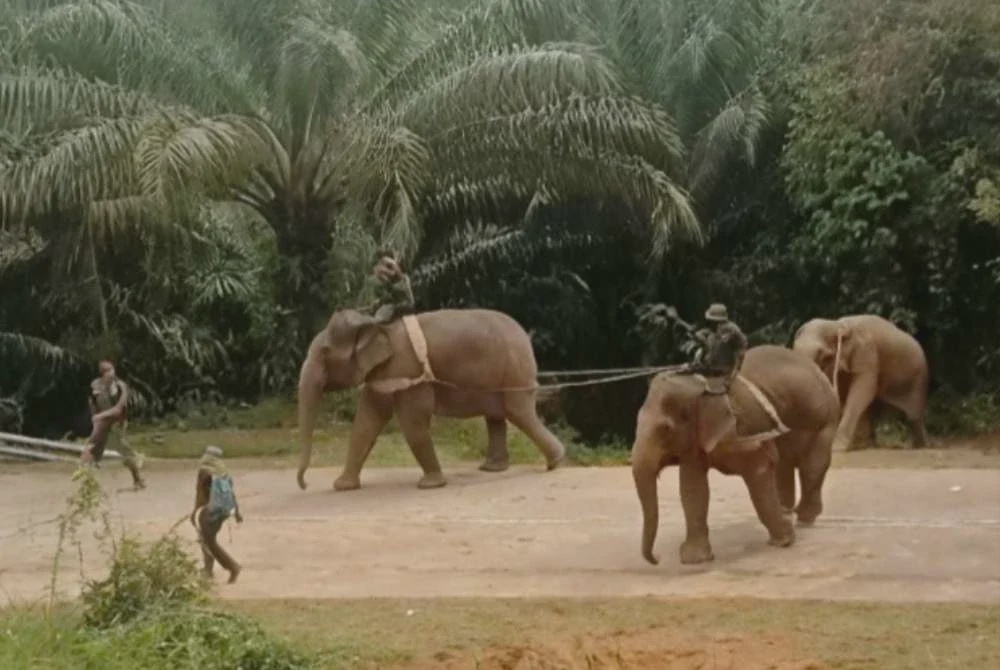 Image from: Sanum, Rambai bantu operasi pindah gajah jantan liar di Jeli