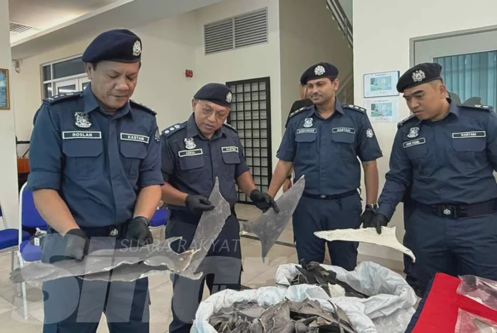 Image from: [VIDEO] Kastam tumpaskan cubaan seludup sirip ikan yu bernilai RM8.36 juta