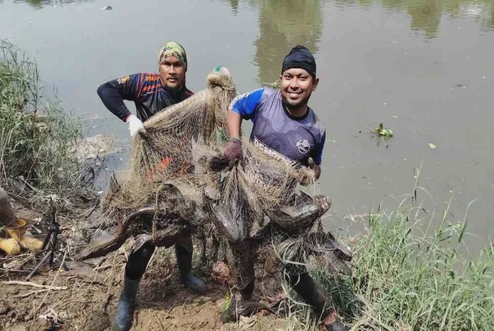 Image from: Pleco gugat kelestarian bandar
