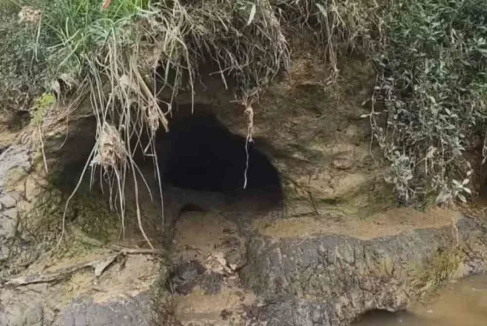 Image from: Pleco gugat kelestarian bandar