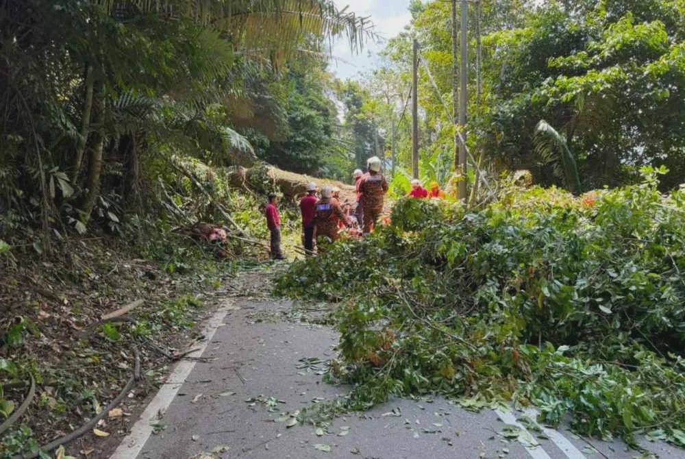 Image from: Empat maut, seorang kanak-kanak cedera kenderaan dinaiki dihempap pokok