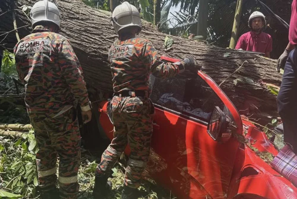 Image from: Empat maut, seorang kanak-kanak cedera kenderaan dinaiki dihempap pokok