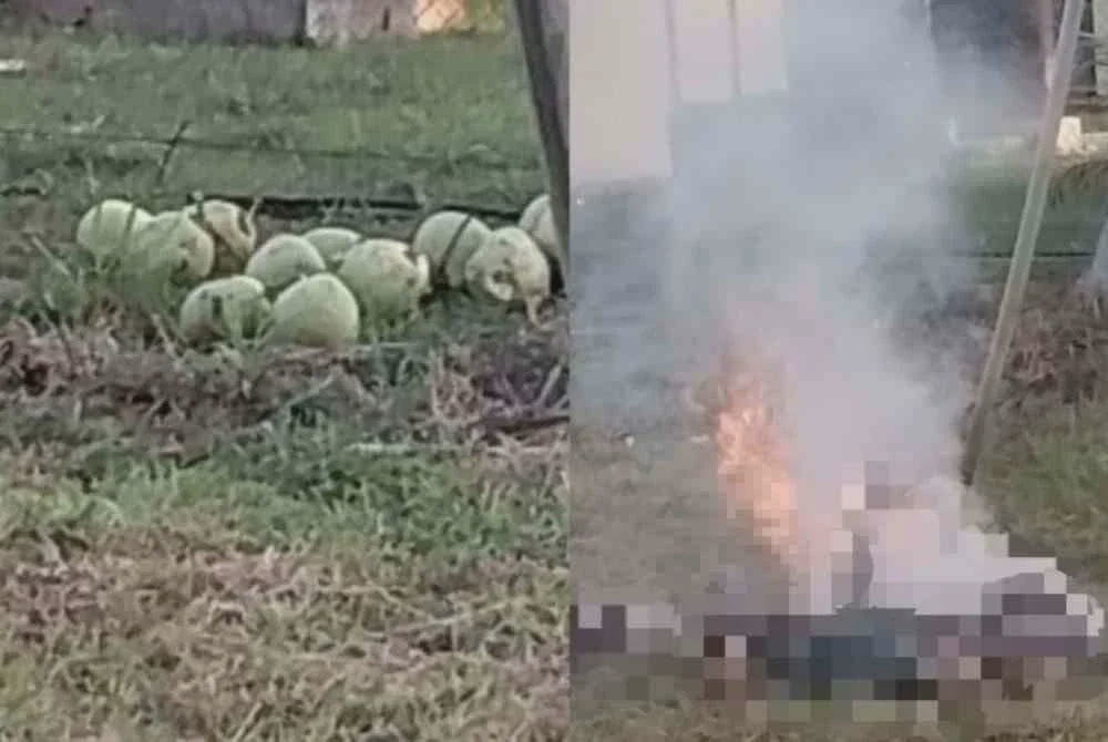 Image from: Jolok kelapa guna galah besi punca tiga polis maut terkena renjatan elektrik