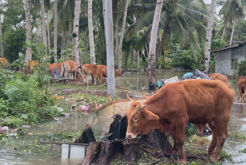 Image from: Sindiket curi lembu tumpas, 10 termasuk dua wanita ada rekod dadah, jenayah ditahan
