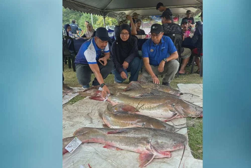 Image from: Tiga hari tewaskan 'kerbau sungai' seberat 268.9kg