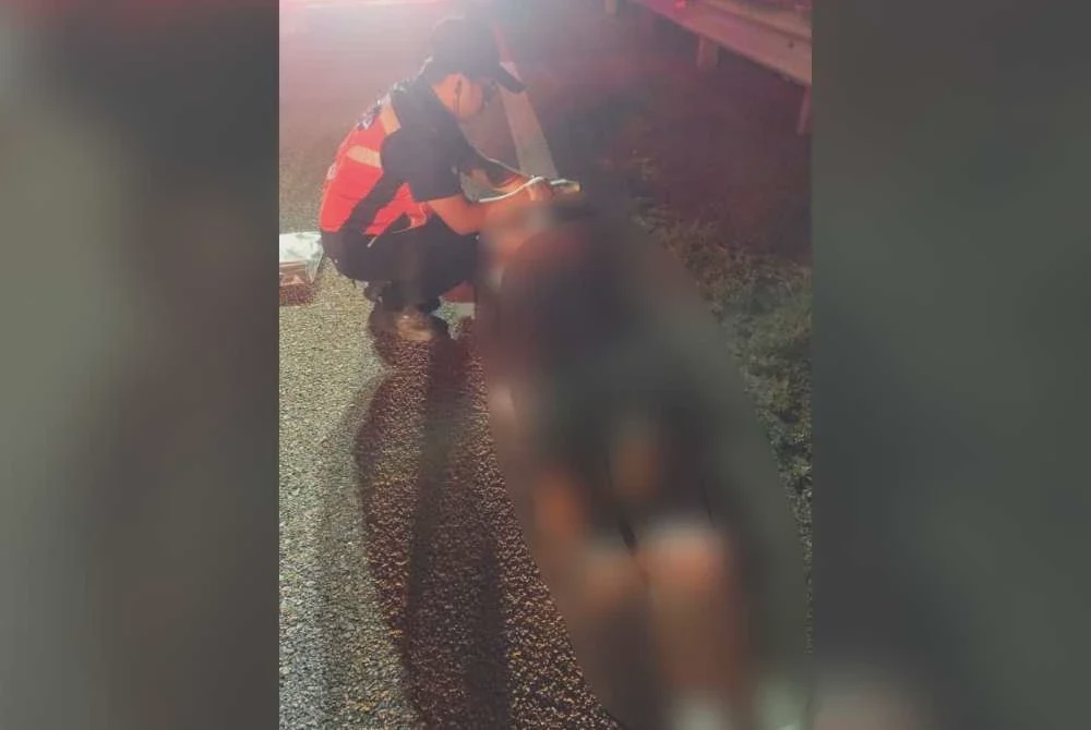 Image from: Lelaki maut, rakan cedera kereta langgar lembu di lebuh raya