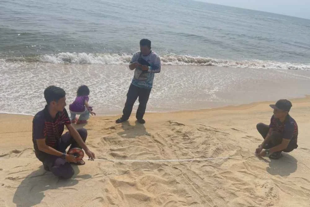 Image from: 'Raja Penyu' kembali bertelur di pantai Terengganu
