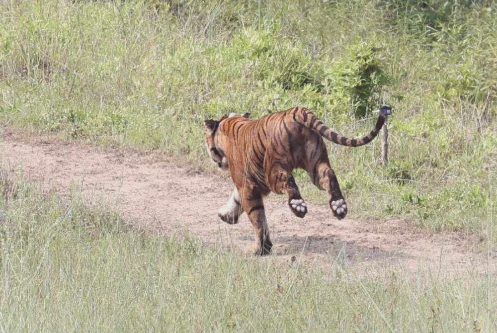 Image from: Harimau Malaya ‘Yong Choh’ kembali ke Tasik Kenyir