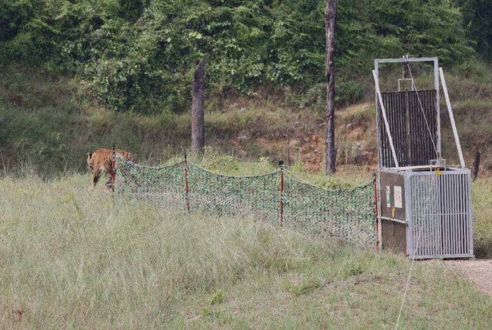 Image from: Harimau Malaya ‘Yong Choh’ kembali ke Tasik Kenyir