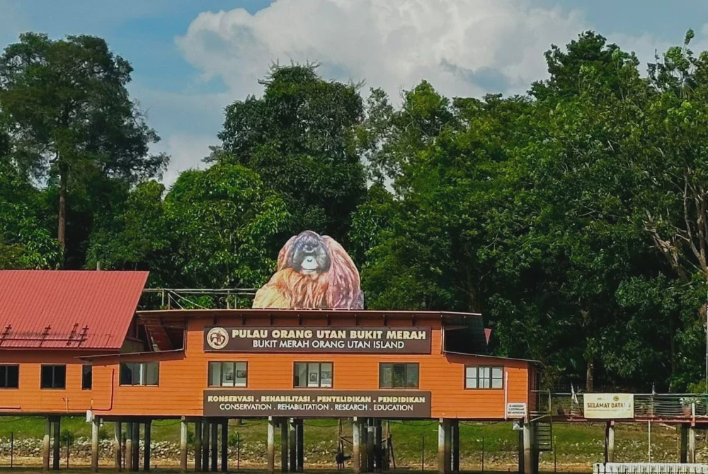 Image from: MK Land perkukuh konservasi orang utan, sasar tambah sehingga 60 ekor di Bukit Merah