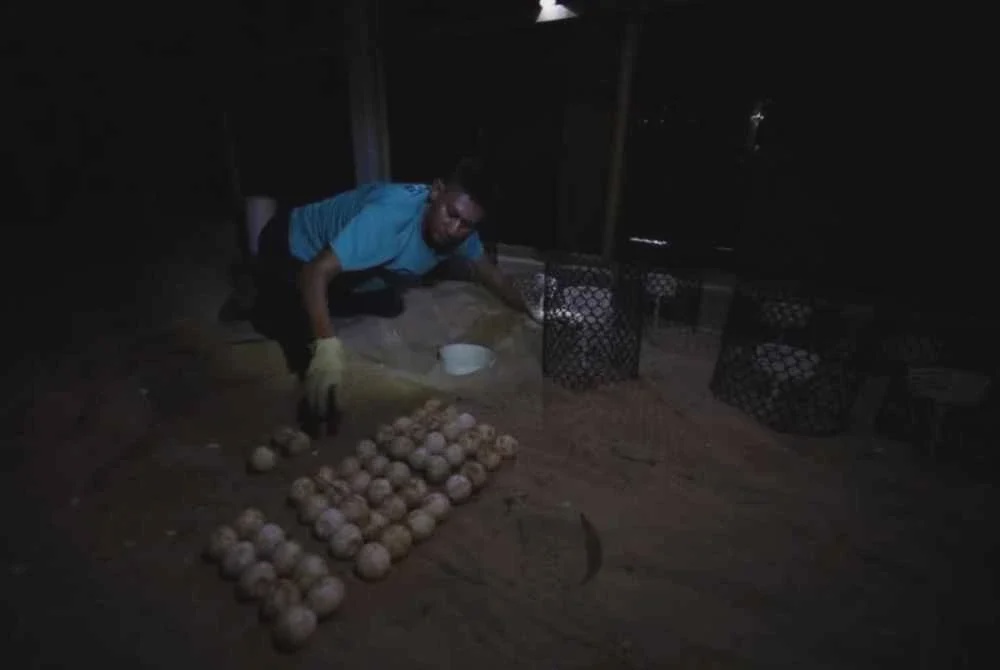Image from: 'Raja Penyu' kembali, 81 telur ditemui di Rantau Abang
