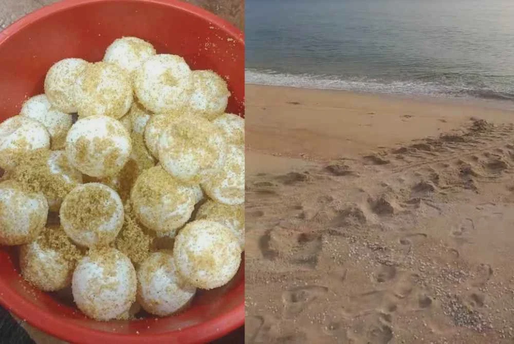 Image from: 'Raja Penyu' kembali, 81 telur ditemui di Rantau Abang