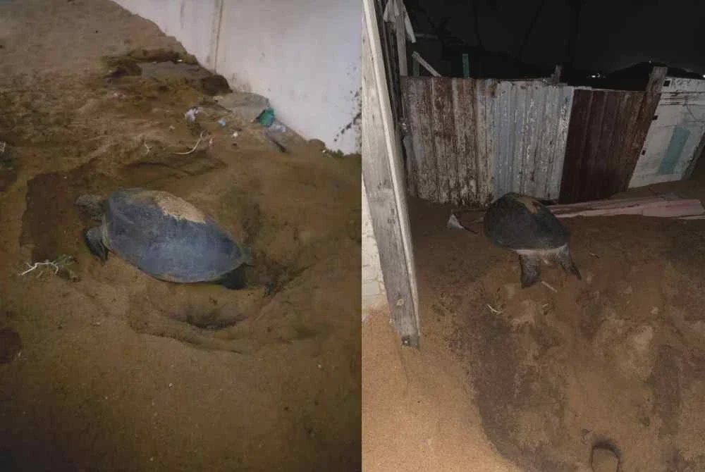 Image from: Teruja dapat lihat penyu bertelur tepi rumah