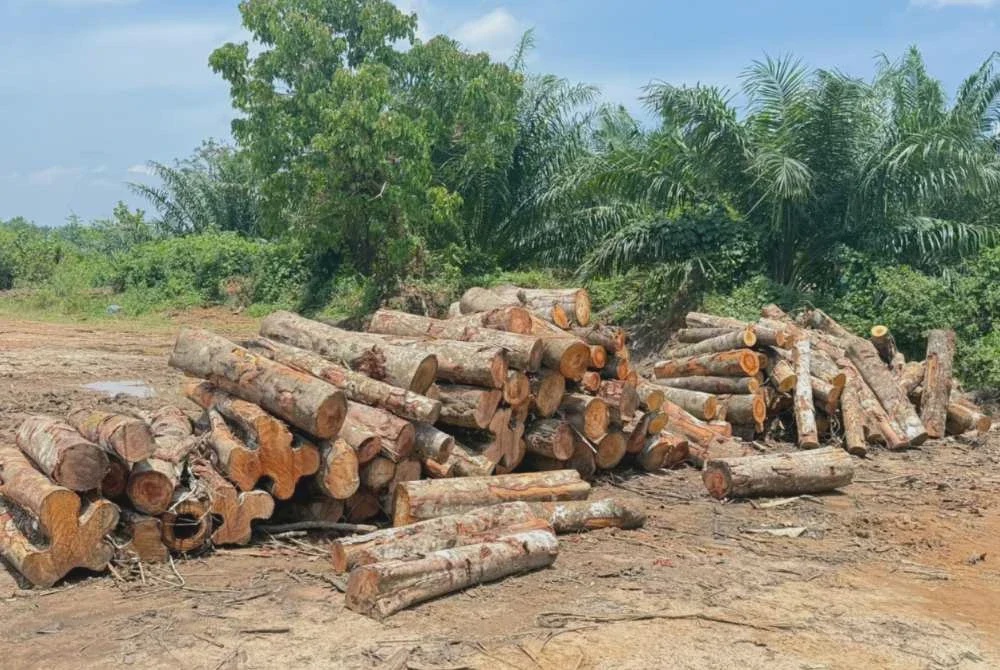Image from: Kilang kayu proses hasil hutan tidak bercukai diserbu