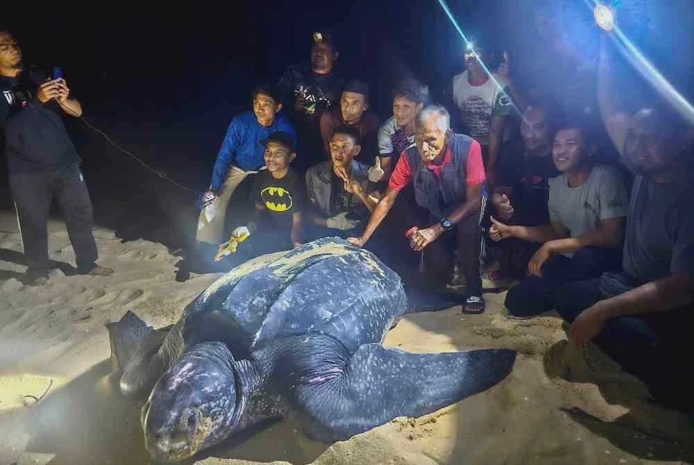 Image from: Penyu belimbing mendarat, bertelur kali ketiga di Terengganu