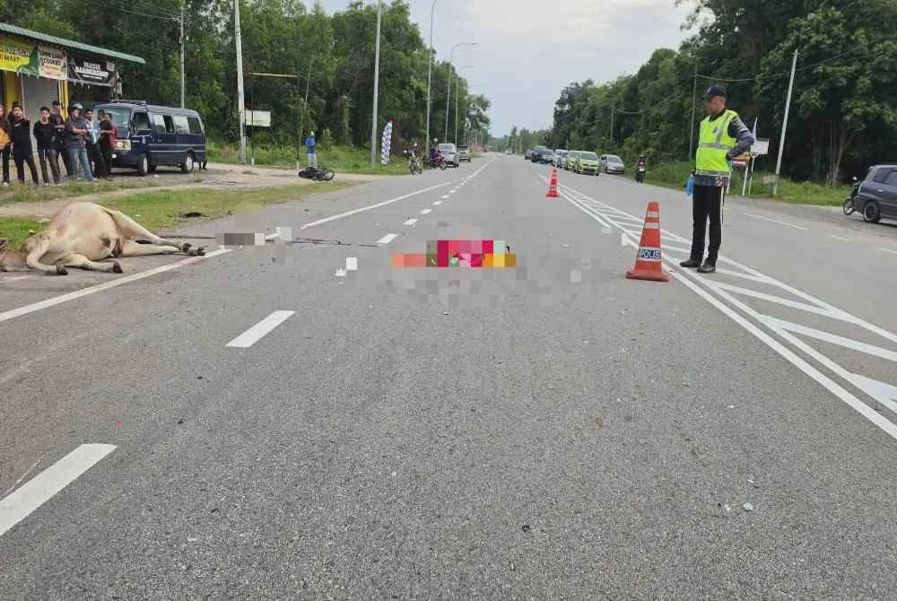 Image from: Penunggang motosikal maut digilis kenderaan selepas terlanggar lembu