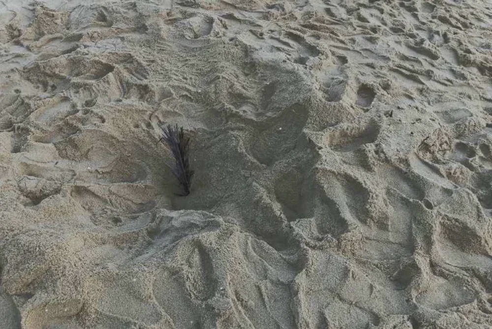 Image from: Penyu belimbing mendarat kali keempat di Pantai Terengganu