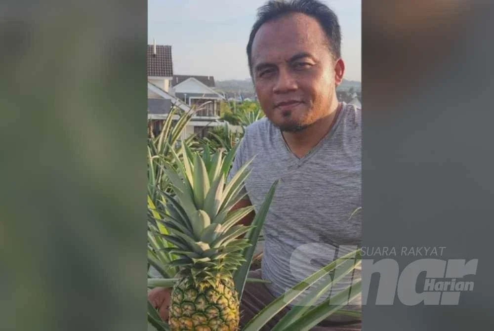 Image from: Bumbung rumah kebun nanas MD2