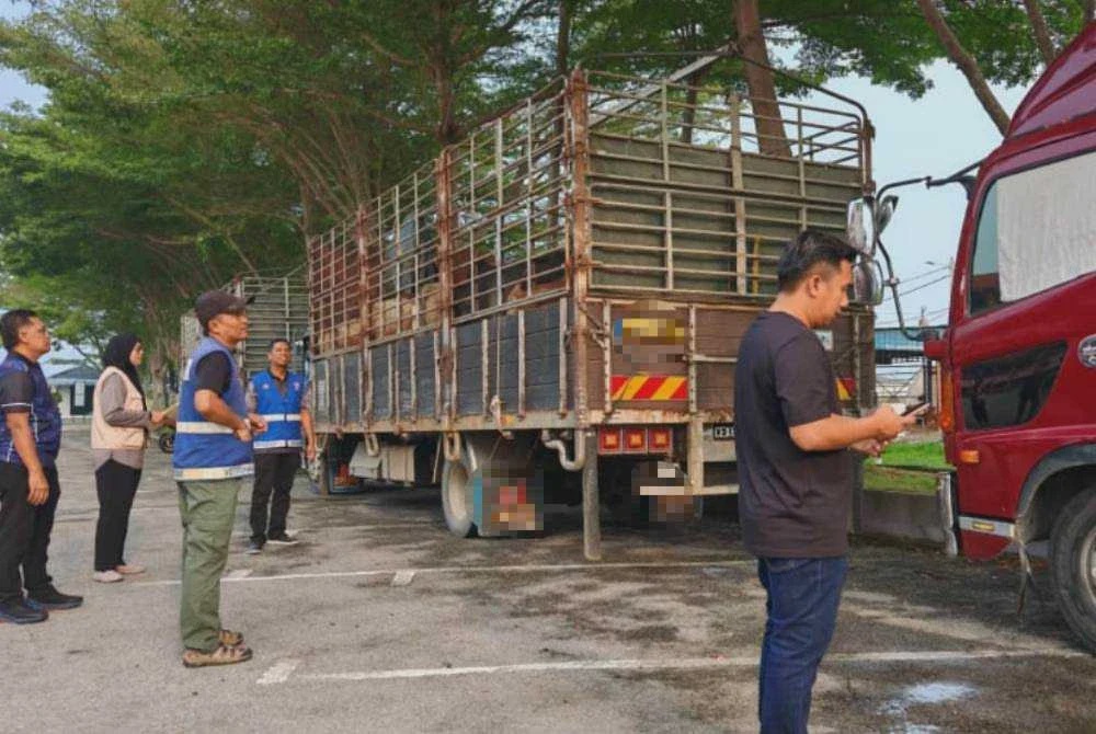 Image from: JPV, PGA patah cubaan pindah 63 lembu tanpa kebenaran
