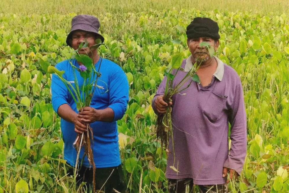 Image from: 'Macam mana nak tanam musim depan?' - Pesawah terduduk padi musnah