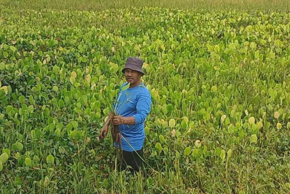 Image from: 'Macam mana nak tanam musim depan?' - Pesawah terduduk padi musnah