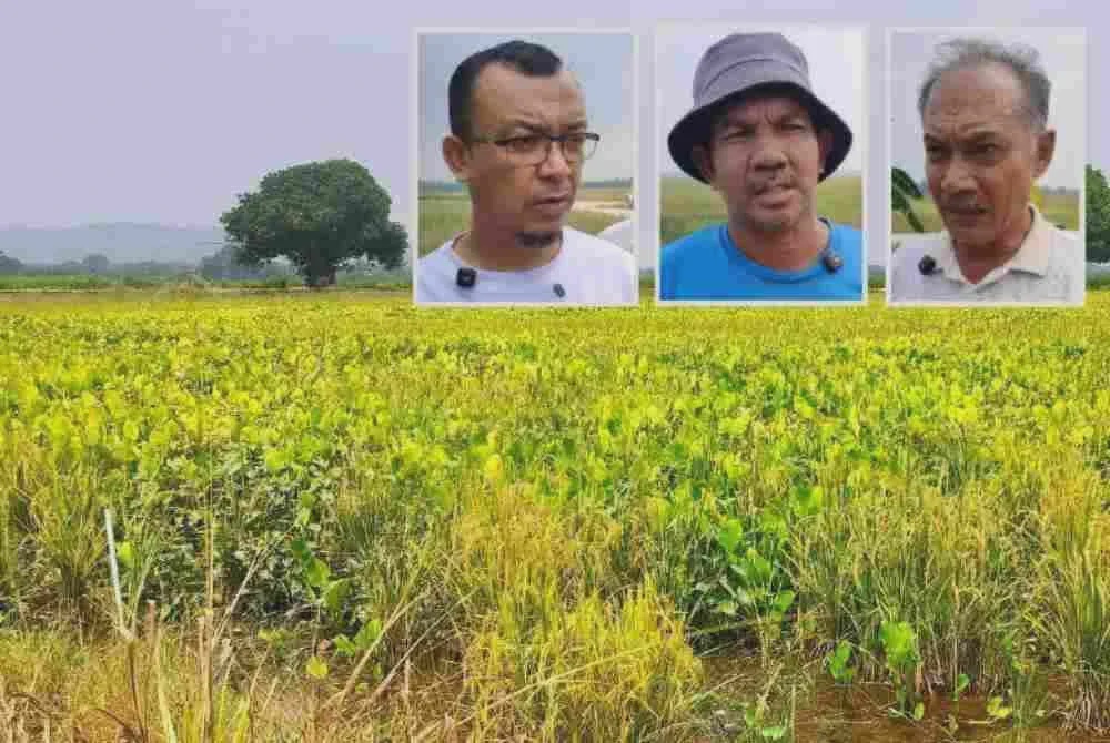 Image from: 'Macam mana nak tanam musim depan?' - Pesawah terduduk padi musnah