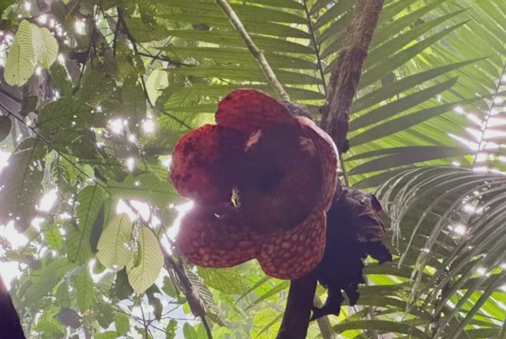 Image from: [VIDEO] Keunikan Rafflesia di Lata Jarum