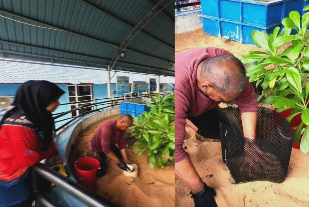 Image from: Penyu belimbing mendarat kali kelima di Pantai Rantau Abang