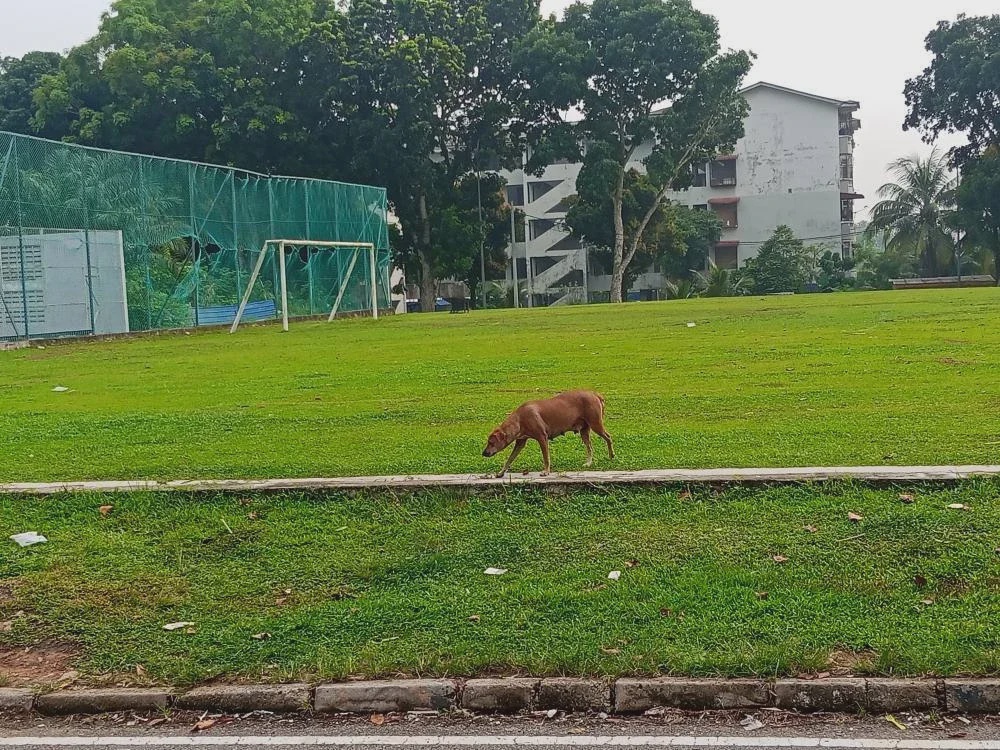 Image from: 'Kalau lambat, mungkin budak itu mati’