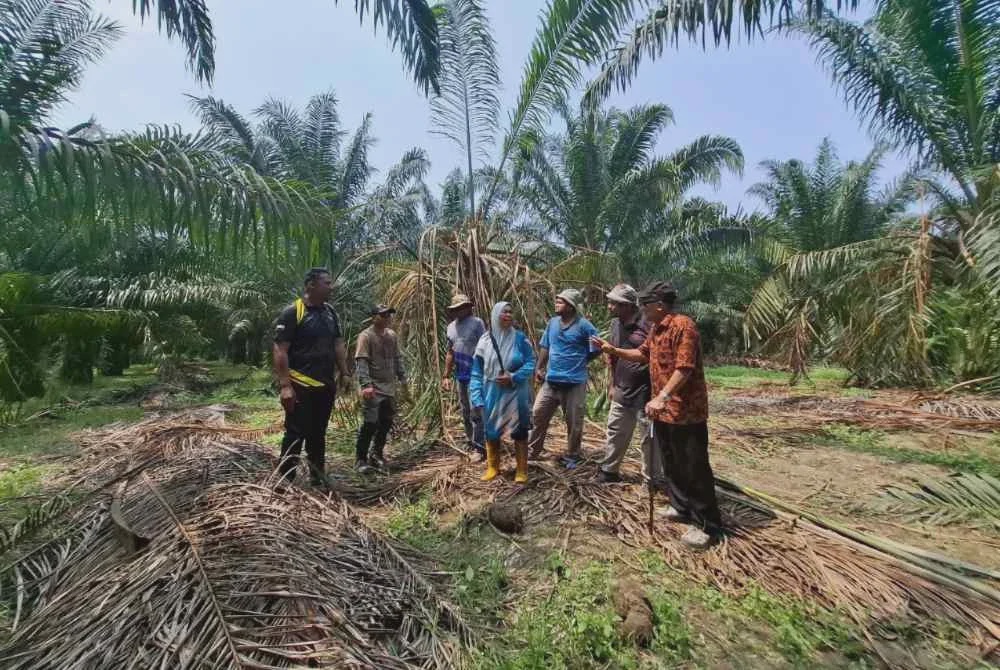 Image from: Pekebun rugi puluhan ribu, kebun sawit 'dikerjakan' gajah